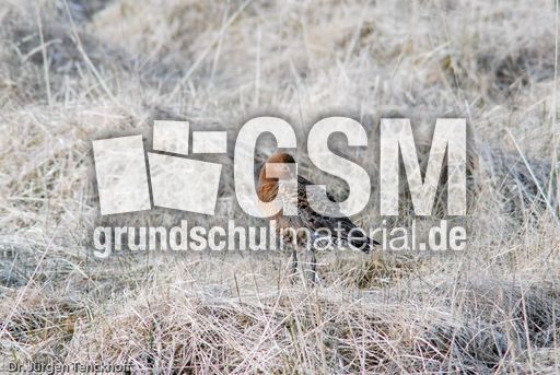 Uferschnepfe (6 von 6).jpg